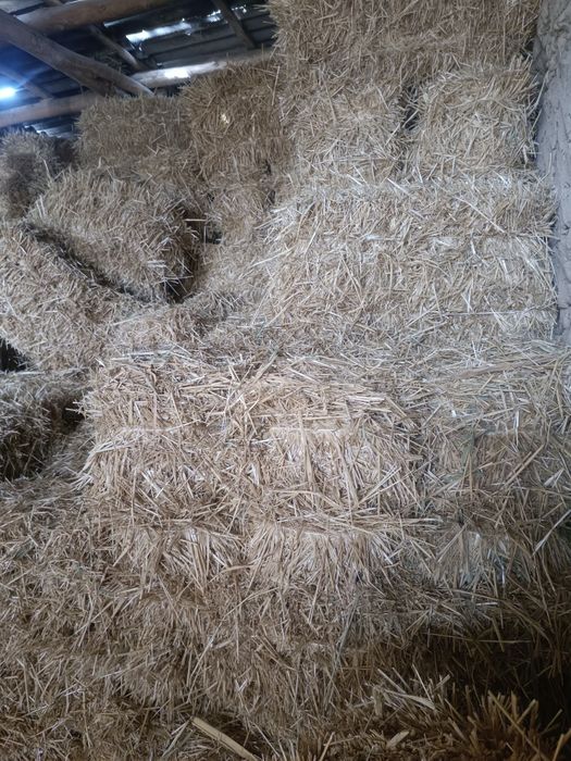 Salom somon pres sotiladi boʻkada