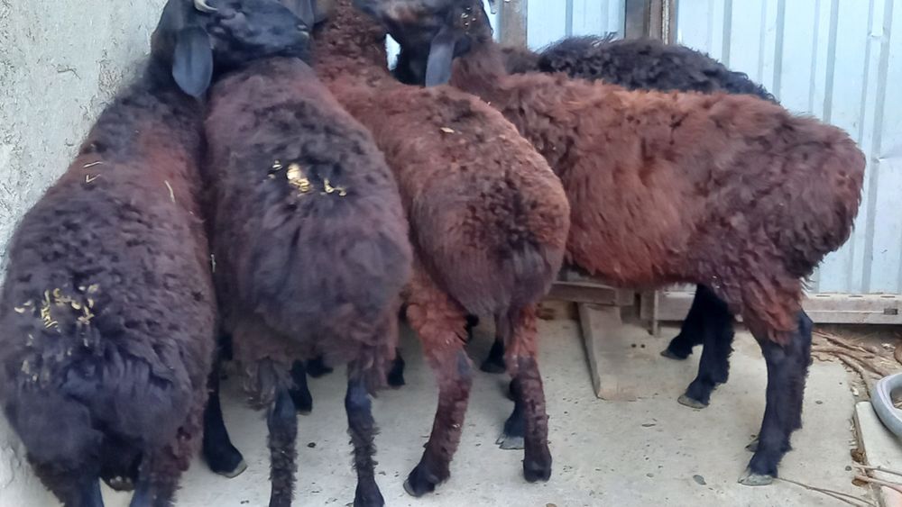 5 ta qocqor barra sotiladi