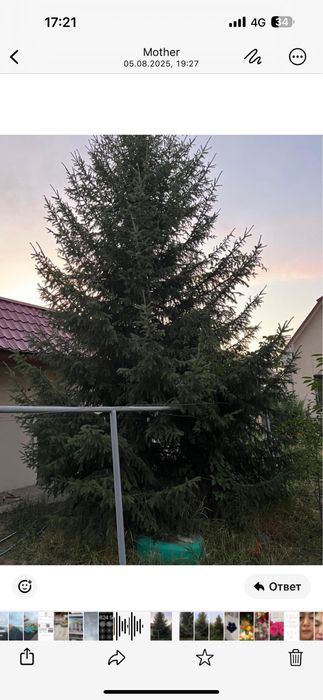 Красивая елка для сада!