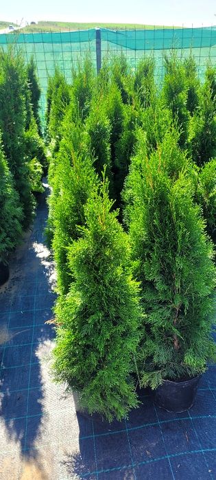 Tuia Smaragd crescuta în Ghiveci 120 de cm