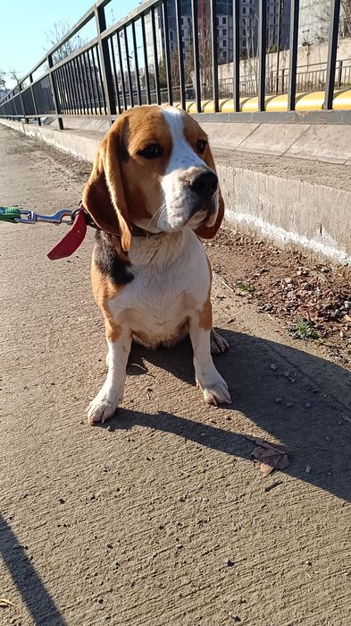 Выгулим ваших любимчиков в любое удобное для вас время