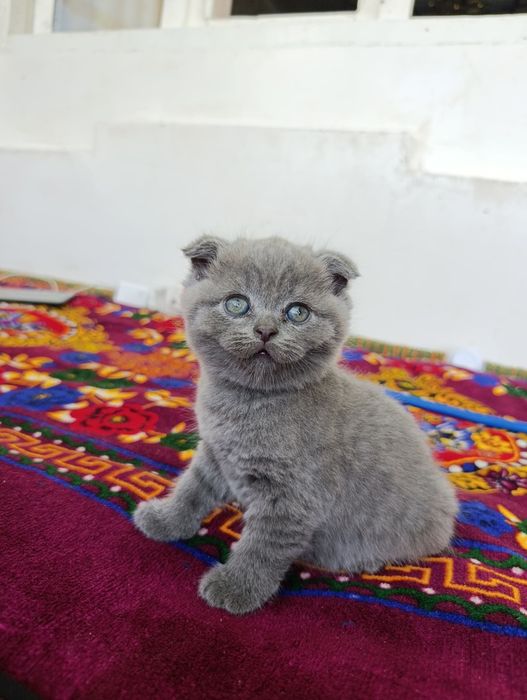 Скоттиш-фоолд, скоттиш-страйт