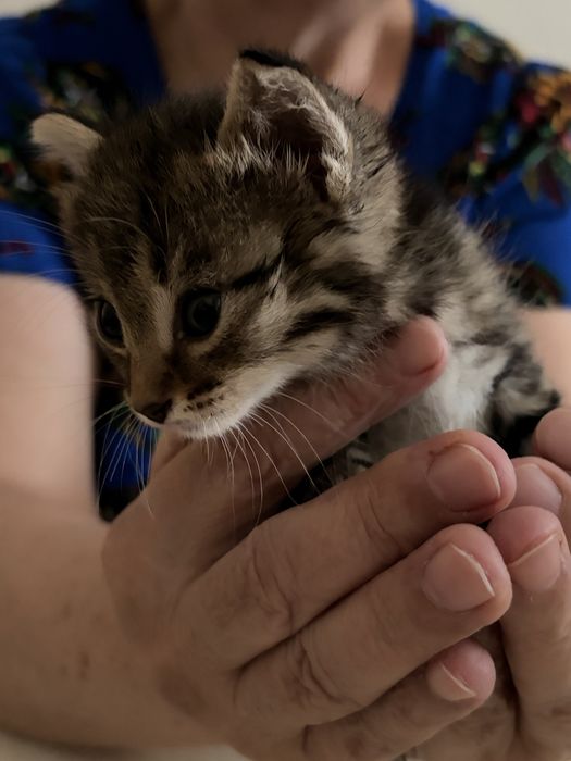 Котёночек девочка! отдадим в любящие руки
