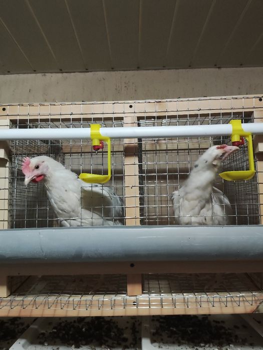 Дамашний тухум Damashniy tuxum