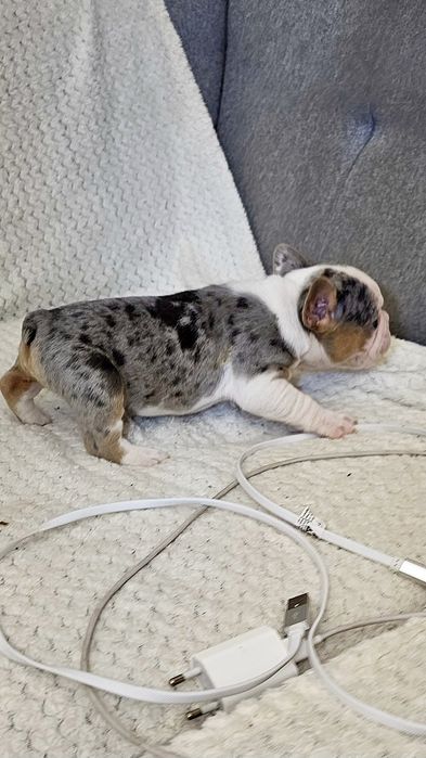 Bulldog francez 4 culori