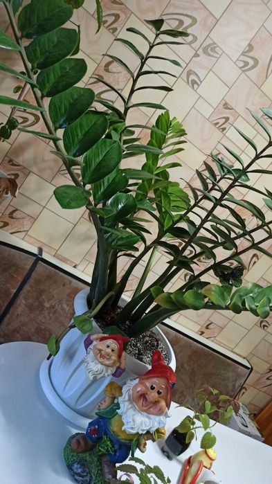 Цветок замиакулькас (долларовое дерево)