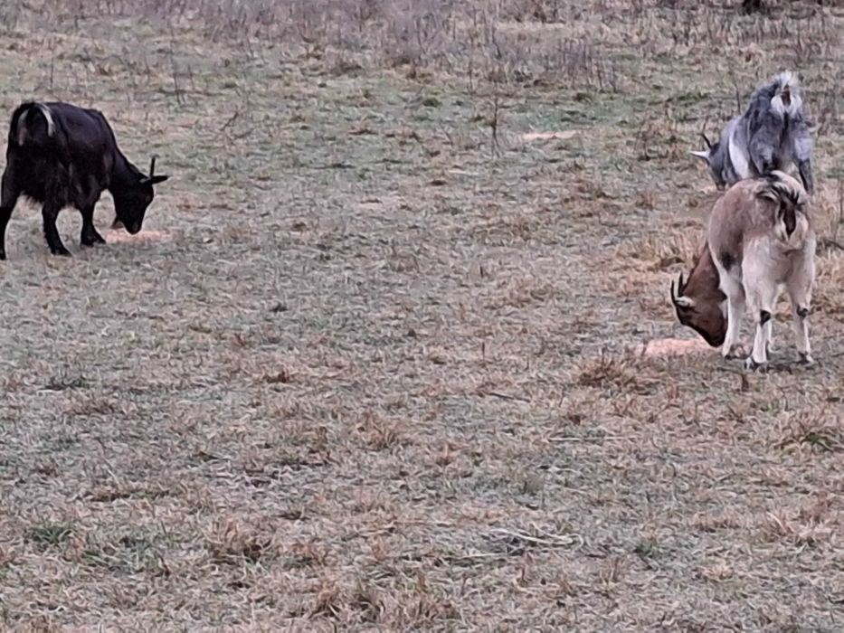 Vând  8 capre și 1 țap