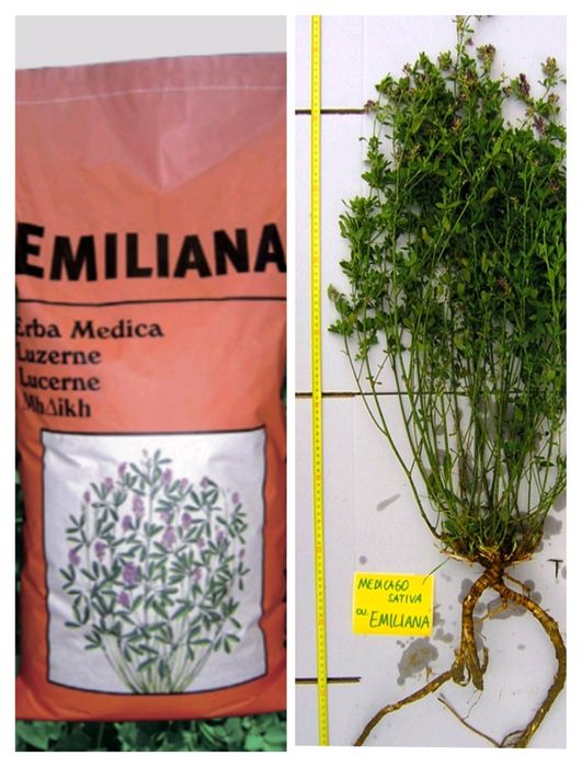 Жоңышқа emiliana люцерна