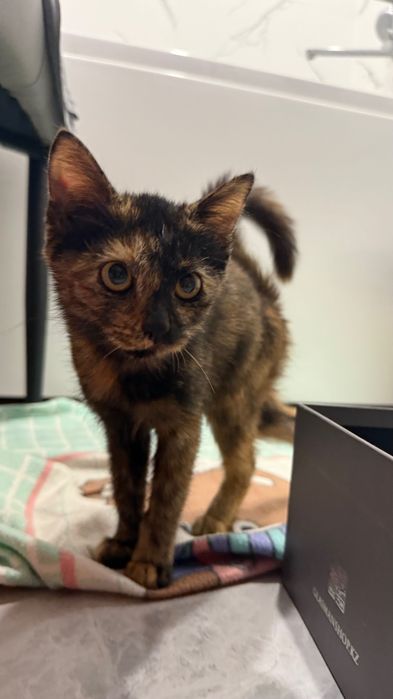 Отдам в хорошие руки