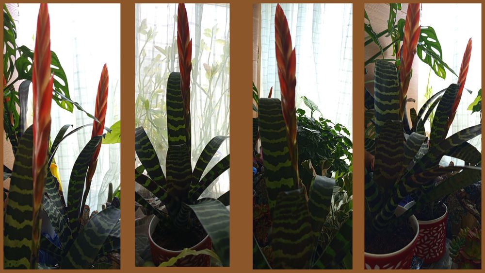 Комнатные цветы , цветущие