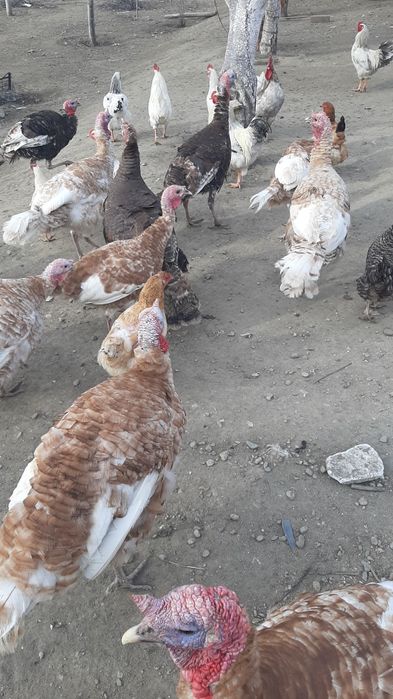 Prodavam  mladi gaski i mladi misiri