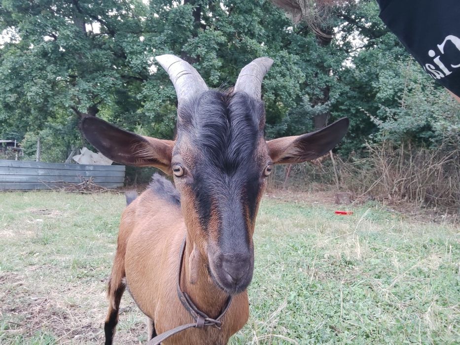 Tap tânăr, sănătoas și viguroas – ideal pentru reproducere sau turma