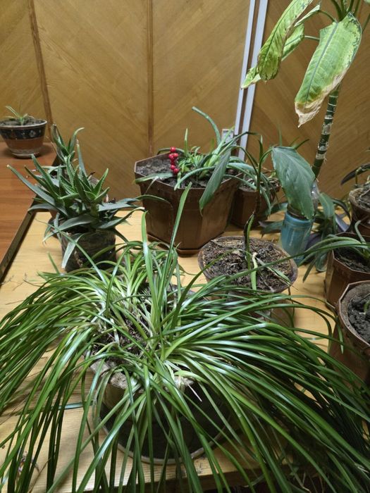 Продаю цветы в горшках (комнатные растения)