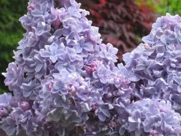 Liliac parfumat rosu,roz,galben-50 gratis+25 gratis