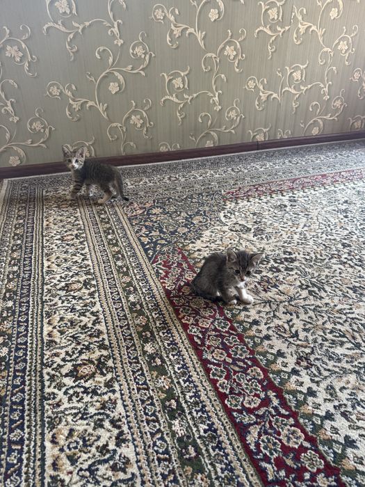 Котята отдам даром в добрые руки