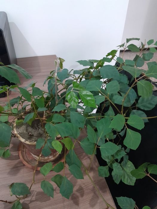 Роициссус комнатные цветы