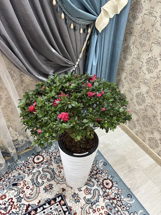 Азалия цветы свежий