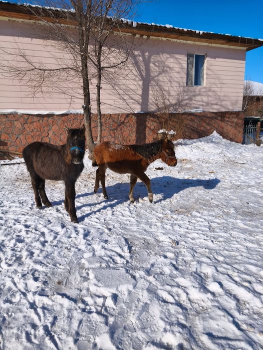 Продам жабагы мальчик и девочка