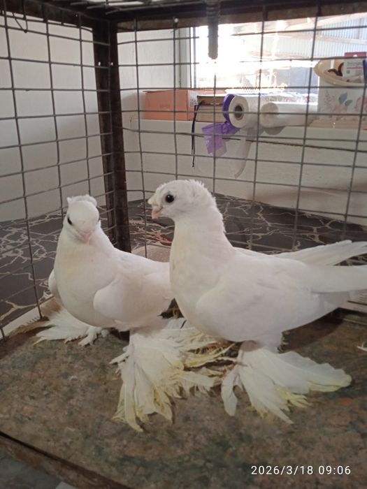 Продаются молодые