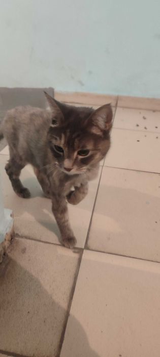 Стриженная кошка