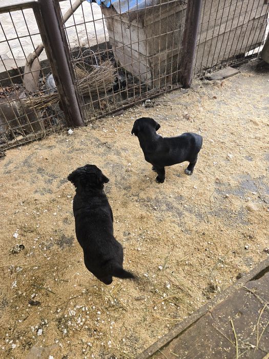 Щенки девочки 1.5 месяца