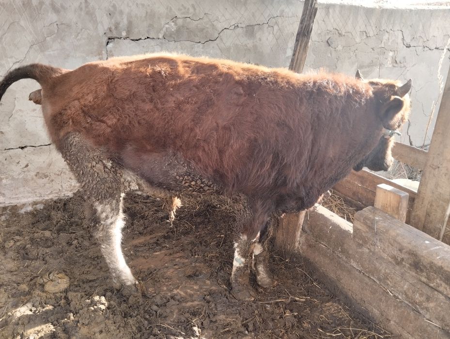 Без обмен саудасы бар