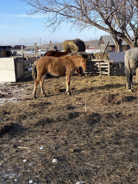 Тай сатылады 9 айлык