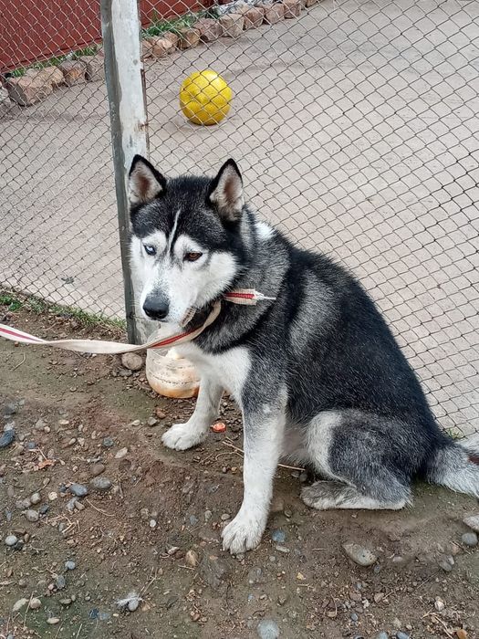 Хаски,собака,домашные