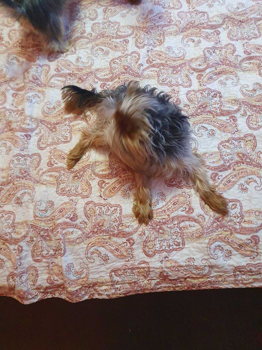 Мини йорки   3 женски