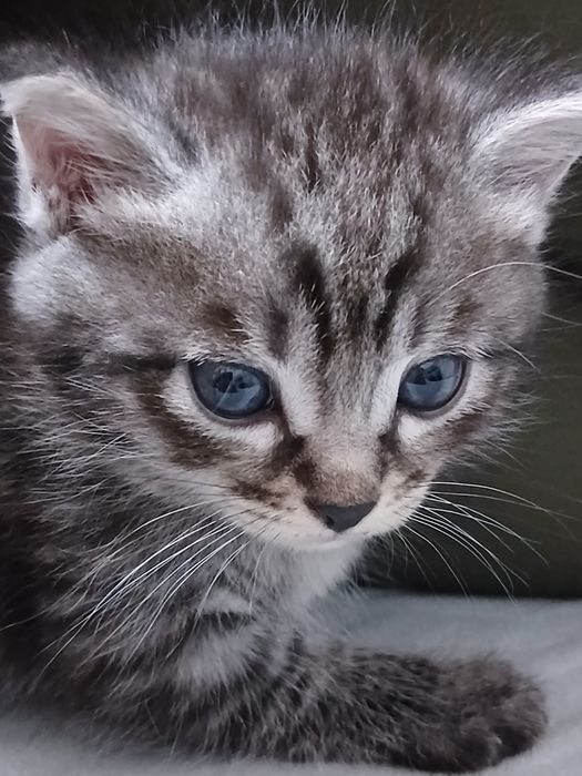 Котята бесплатно