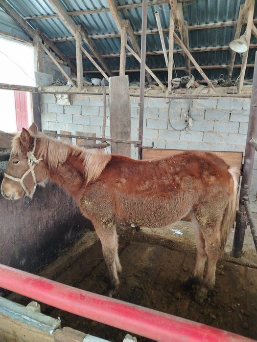 Продам тай жабагы