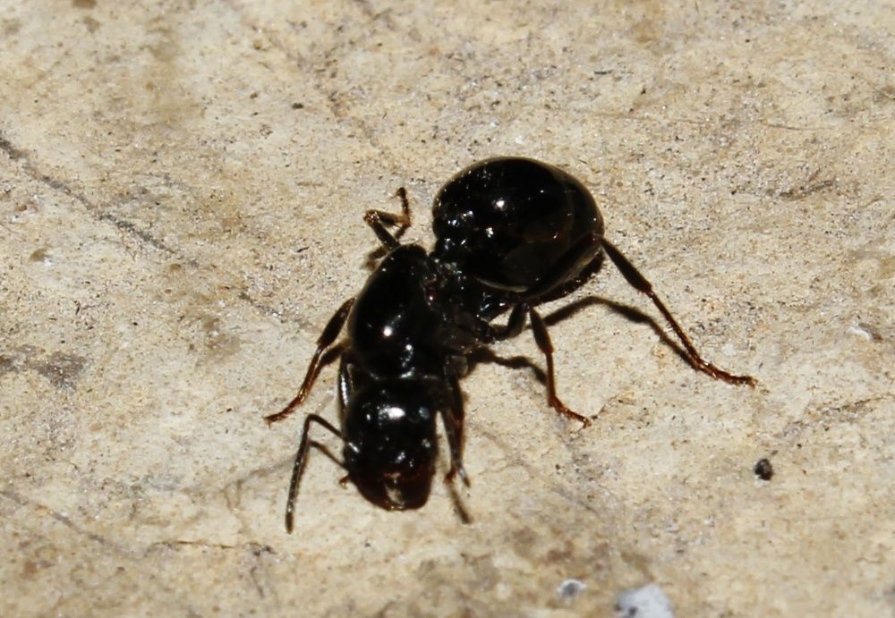 Муравьи Жнецы - Messor Structor + КОРМ на 1-2 года