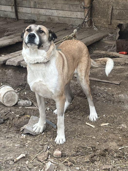 Сабака Алабай Ит