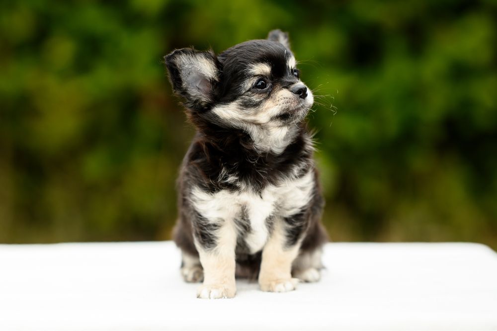Chihuahacu  par lung