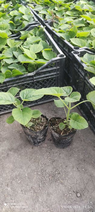 Pavloniya sifatli va hamyon bop pavloniya ko'chatlariz bornarhlarda