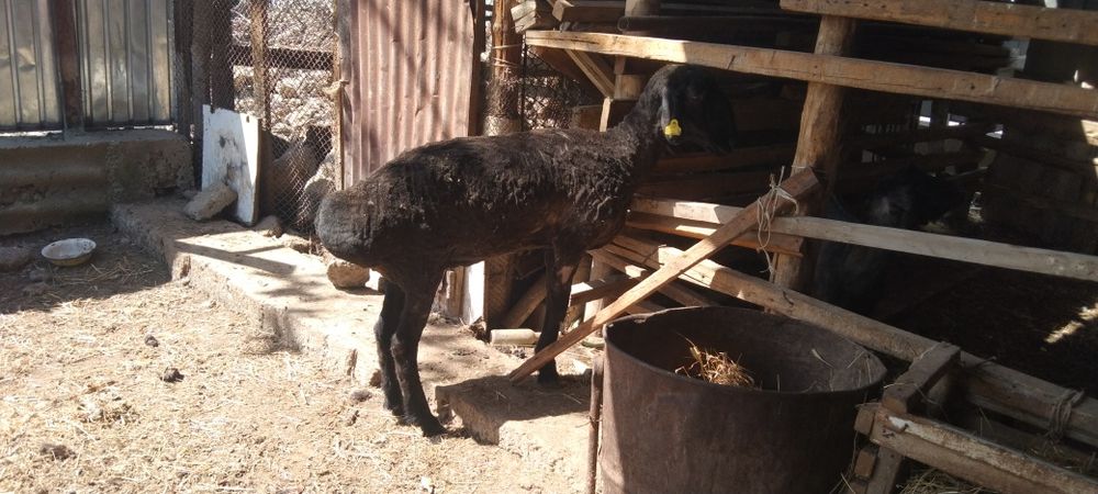 Срочнооо сатылады