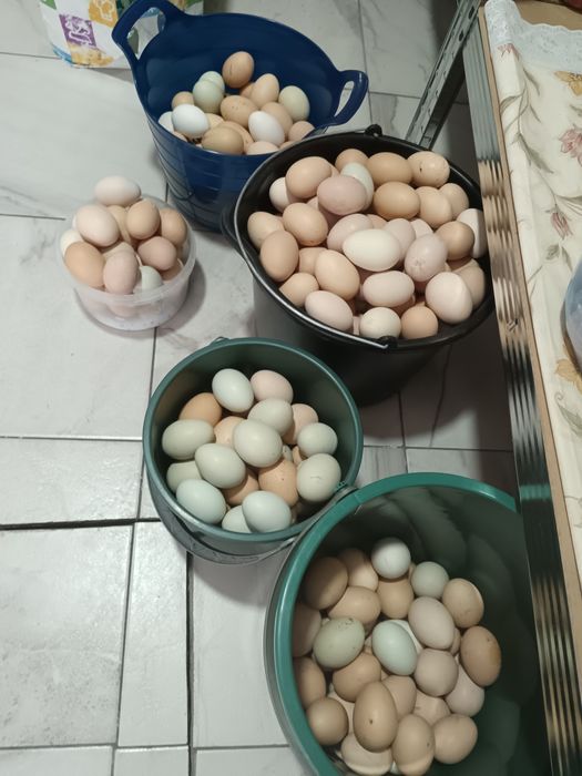 Vând  ouă găină și rată