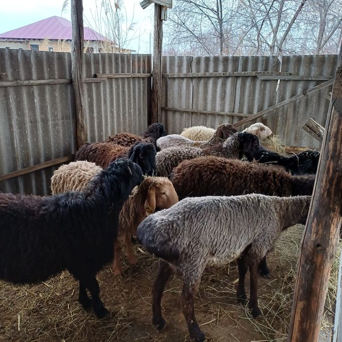 Продаются жирные бараны