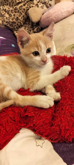 Motănel , 2luni se oferă spre adoptie