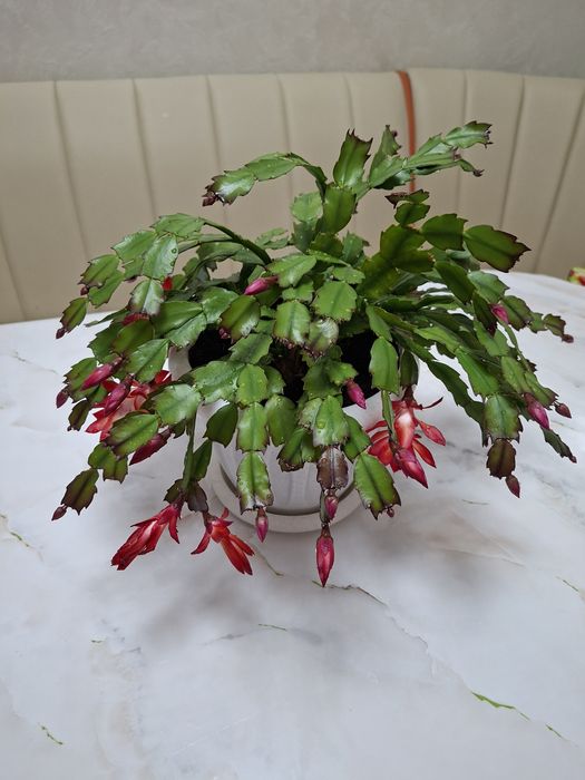 Продам комнатный цветок декабрист