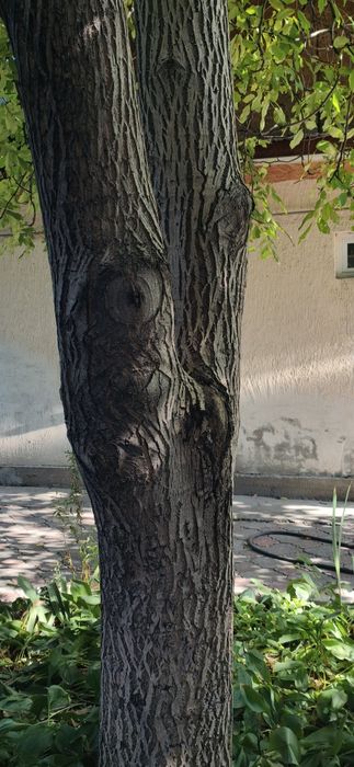 Орех на спил. Бесплатно