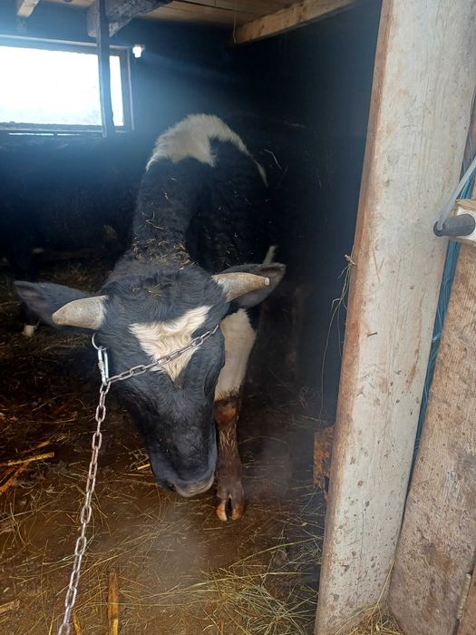 Taur  si o vaca de vânzare