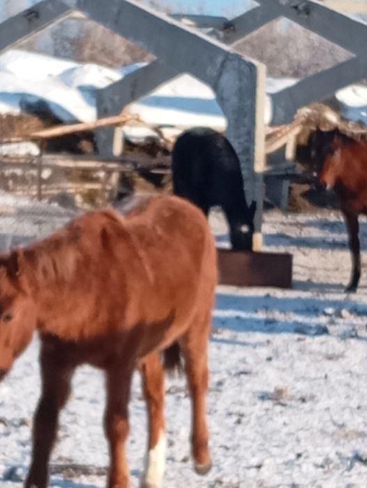 Тайчики 10 голов