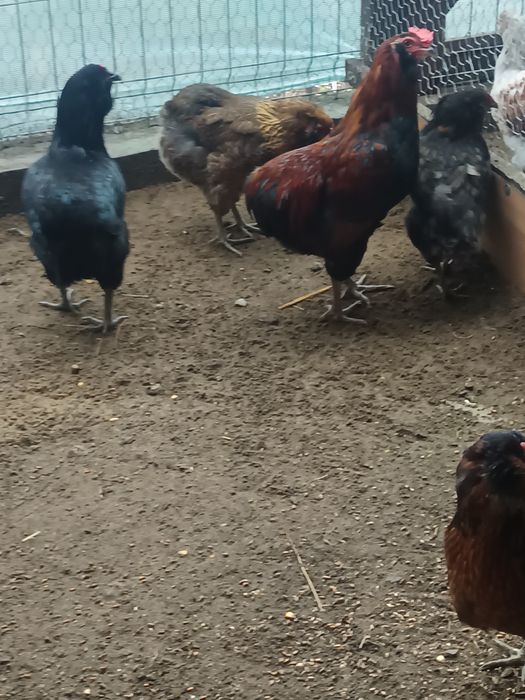 Oua  araucana pentru incubat
