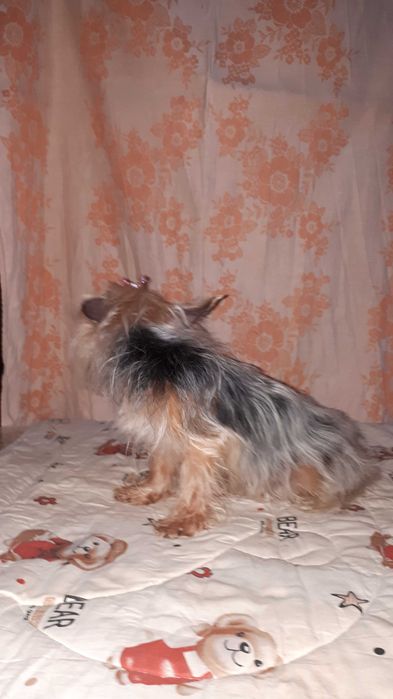 Продаётся мини Йорк девочка