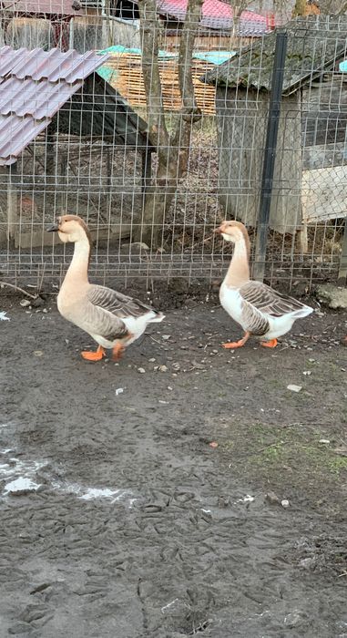 Capra alpină franceza, pereche gaste americane sau doar gansac, cocosi