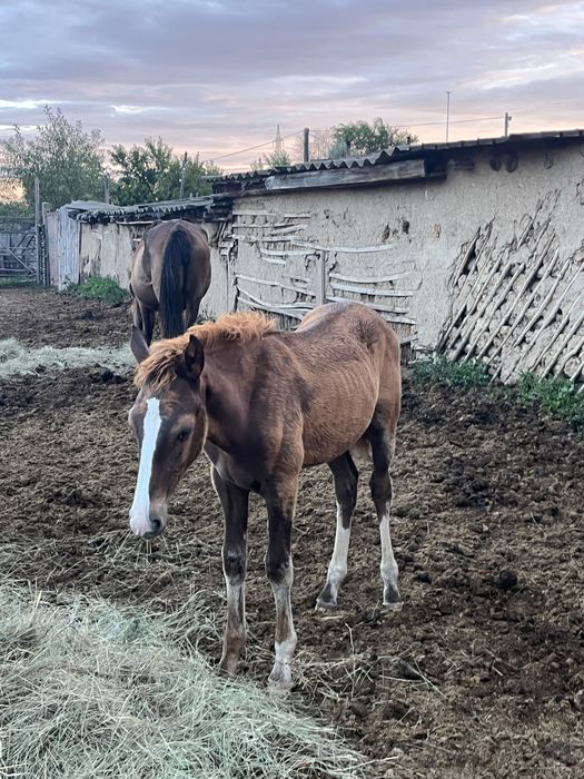 Продам лошадей.