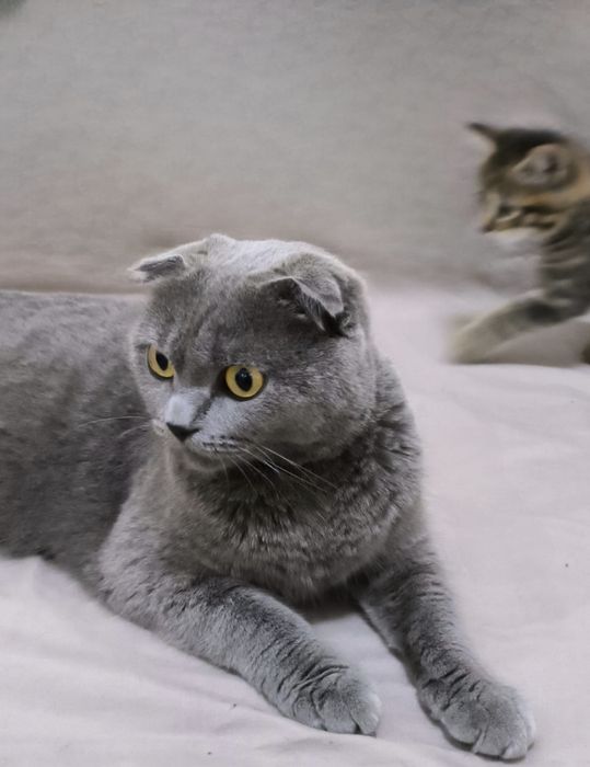 Котята  от Британской вислоухой