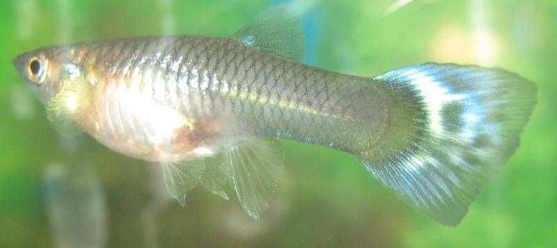 гупешки - гупешки