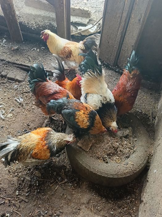 Продам Петухов домашних